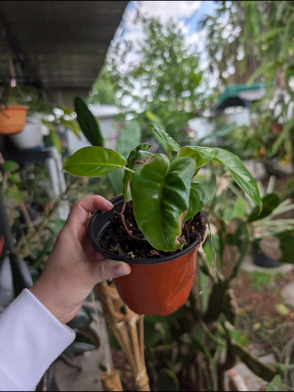 Philodendron 'Burle Marx' 4 Inch Pot Live Plant - Picture 4 of 4